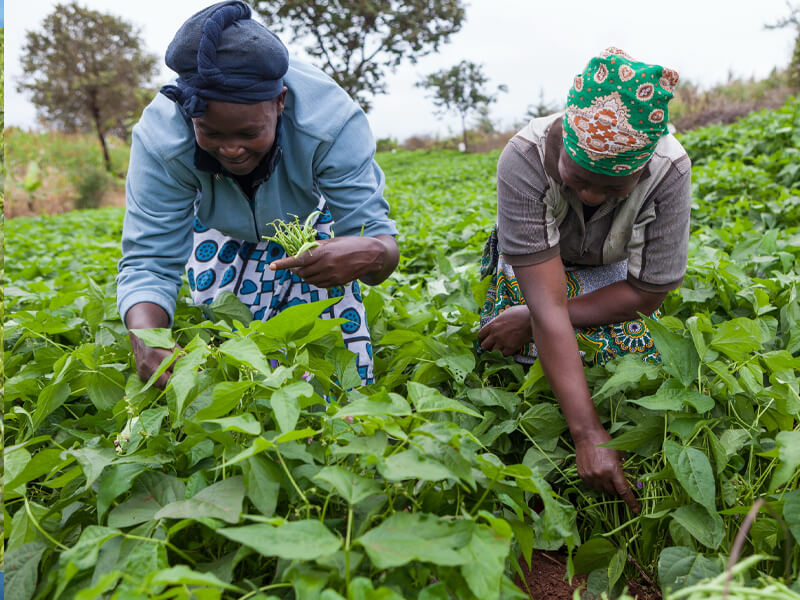 agriculture support, Yoruba community, farming, dairy, agricultural activities, preserve nature